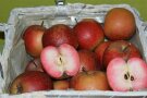Apfelfrüchte der Sorte 'Baya Franconia' in einem Korb