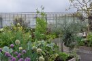 Kistengarten im Mai mit blühendem Schnittlauch und Winterheckzwiebel