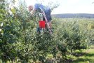 Ernte eines Zwetschgenbaumes mit einer kleinen Leiter