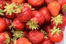 Viele große rote Erdbeeren