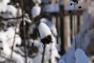 Samenstand mit Schneehaube