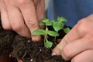 zwei Hände pflanzen junge Pflänzchen in Topf