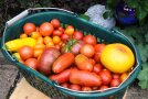 Tomatenfrüchte unterschiedlicher Sorten in einem grünen Kunststoffkorb