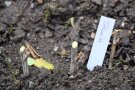 Steckholz im Boden mit Sortenetikett