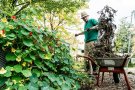 Mann lehrt Schubkarre mit Gartenabfällen mit Hilfe einer Mistgabel auf den Kompost