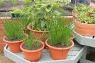 drei terracottafarbene Töpfe mit jungen Schnittlauchpflanzen