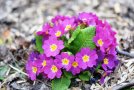 Gartenprimel mit pinkfarbenen Blüten