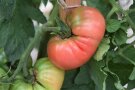 Dicke rosafarbene Tomate an der Pflanze