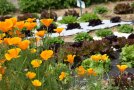 Goldmohn als Beetumrandung