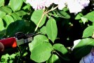 Rote Schere schneidet Rosentrieb ab