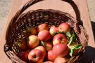 Erntekorb mit Äpfeln
