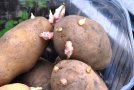 Kartoffeln treiben aus