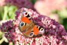 Tagpfauenauge auf der Blüte von Fette Henne