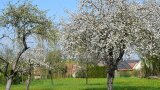 Blühende große Obstbäume