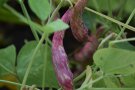 Gesprenkelte Hülsen der Buschbohne 'Borlotto Rosso'