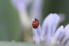 Asiatischer Marienkäfer auf weißer Blüte