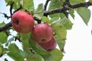Apfelfrüchte an einem Streuobstbaum