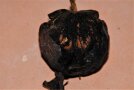 Walnussfruchtfliege in schwarzer Nuss