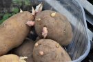 keimende Kartoffeln