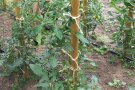 Tomaten angebunden