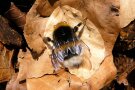 Erdhummel mit Laubstreu