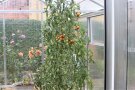 letzte Tomaten noch im Oktober im Kleingewächshaus