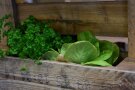 Salat und Petersilie in eine Holzpalette gepflanzt