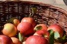 Apfelernte im Korb