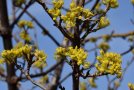 Zarte gelbe Blüten der Kornelkirsche