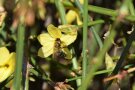 Blühender Winterjasmin mit Honigbiene