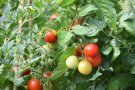 Erntereife Tomaten an der Pflanze