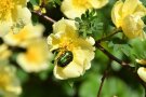 Goldglänzender Rosenkäfer auf gelber Blüte