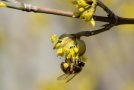 Biene mit dicken Höschen an einer gelben Kornelkirschenblüte