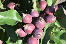 Apfel vor dem Ausdünnen