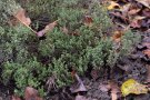Thymian im Winter