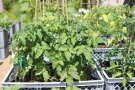 Balkontomaten in Bäckerkiste