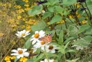 Schmetterling auf Blüte