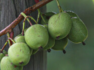 Reife kleine Kiwibeeren hängen an einem Ast.