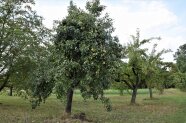 Birne als Streuobstbaum