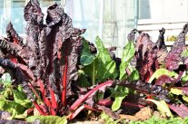 Mangold im Herbst