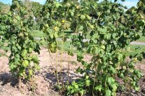 Sommerhimbeeren nach dem Schnitt