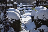 Buchskugeln mit Schnee