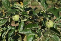 Apfel Jungfrüchte mit Abstand