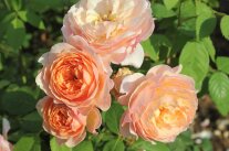 duftende Rose Grace