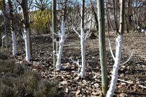 Weißanstrich Obstbaum