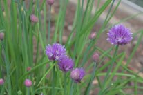 Schnittlauchhalme mit Blüten