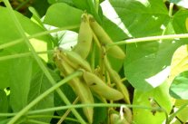 Edamame September