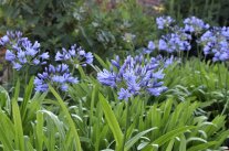 Schmucklilien Blüten