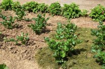 Sellerie im Beet
