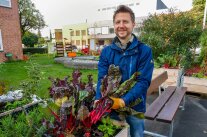 Person erntet Gemüse aus Hochbeet.